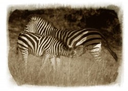 Zebras in Tanzania